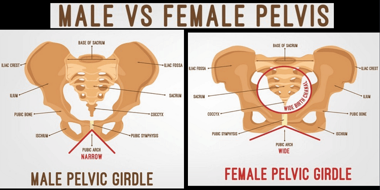 Male vs. Female Pelvis