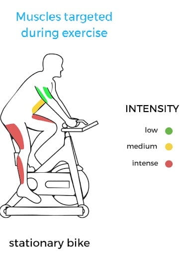 Stationary Bike-Targeted Muscles Areas