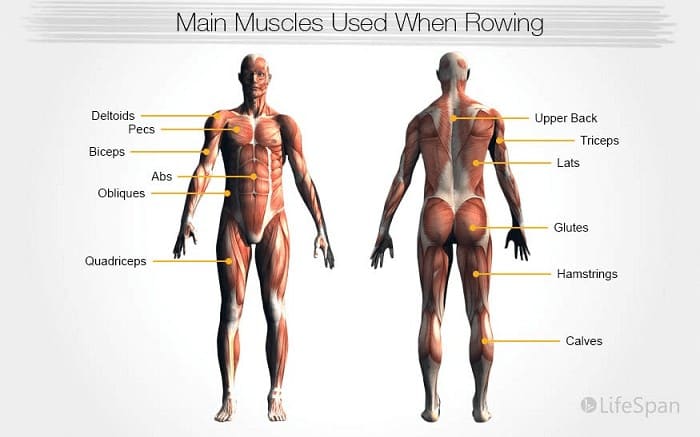 which muscles are targeted while you ride an air bike