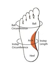 Foot structure breakdown