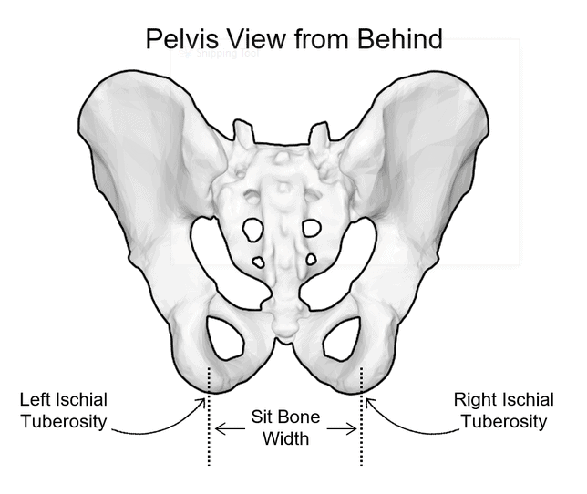 MTB saddle pelvic bone width