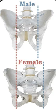 Male Female pelvic bone
