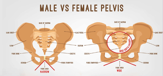 Men vs women pelvis difference