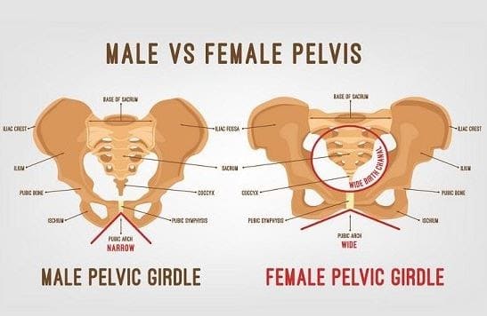 Pelvic Girdle Anatomy