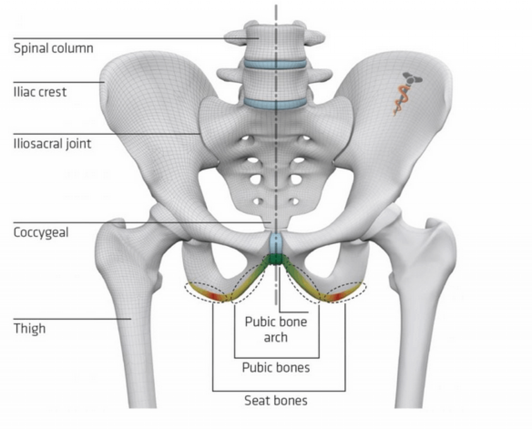What will be Your Mountain Bike (MTB) Seat Width? ApexBikes