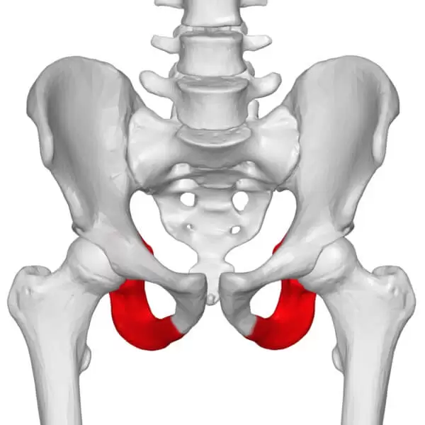 Sit bone width