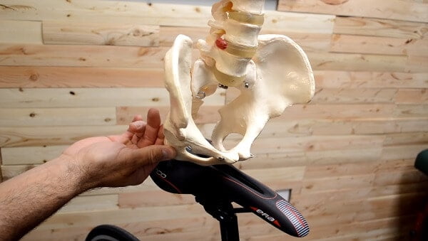 Pelvis