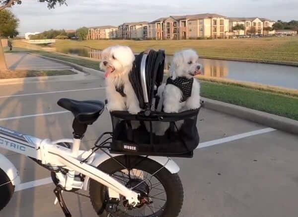 Pet carrier